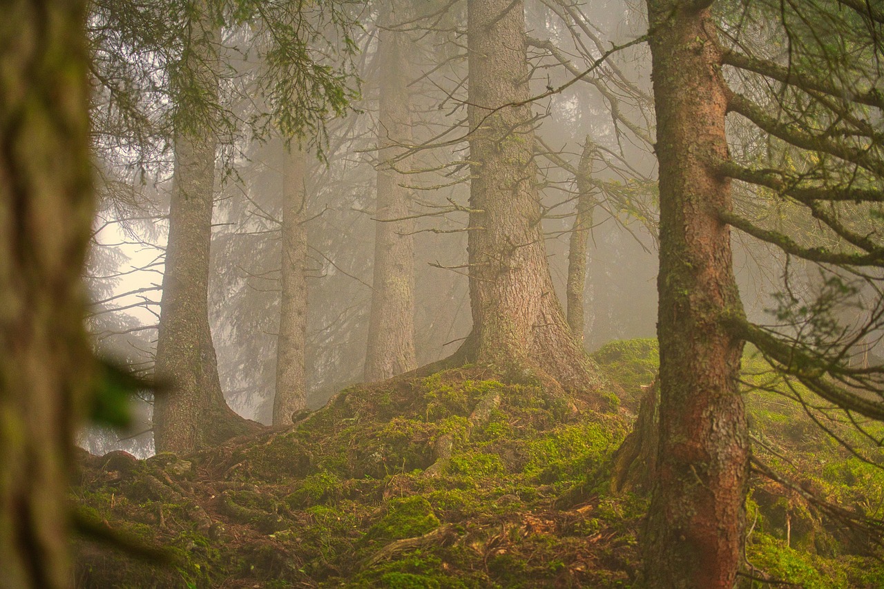 Le constat de GEO : 200 ans d’évolution des forêts face à la précipitation du changement climatique