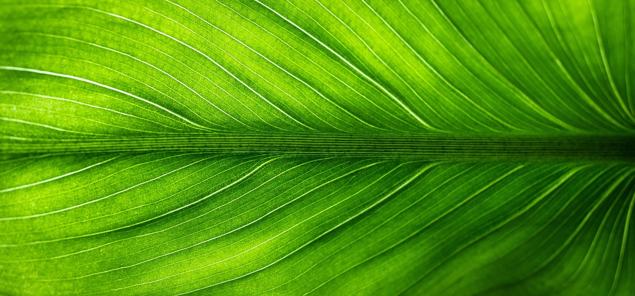 découvrez des solutions éco-responsables pour un mode de vie durable. explorez nos conseils pratiques et produits respectueux de l'environnement, et engagez-vous pour un avenir plus vert.