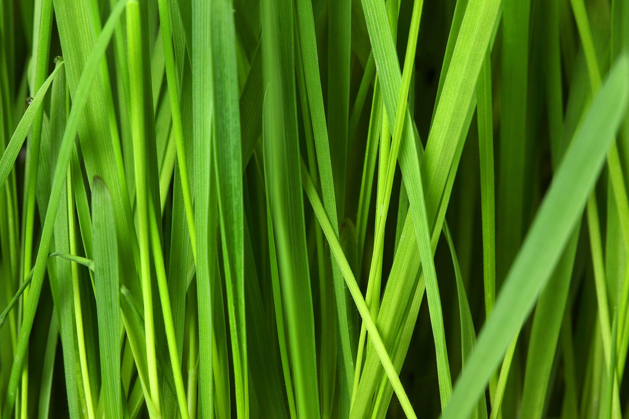 découvrez des solutions écologiques et durables pour adopter un mode de vie respectueux de l'environnement. explorez nos conseils, astuces et produits éco-responsables qui vous aideront à réduire votre empreinte carbone tout en préservant la planète.