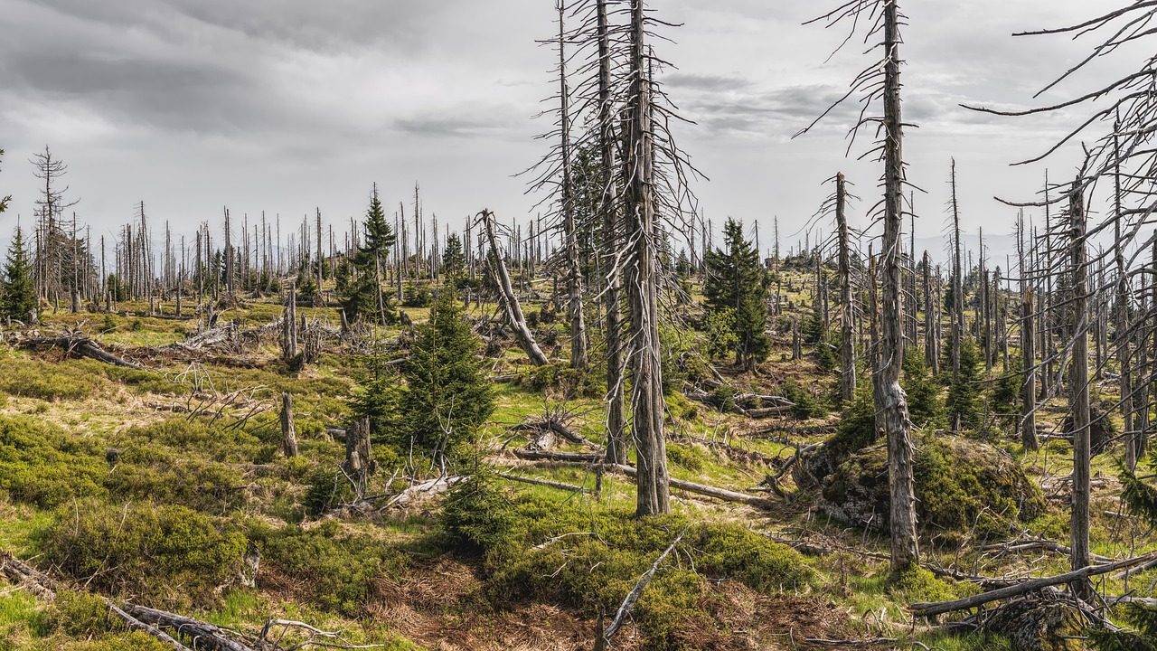 découvrez la beauté et l'importance des forêts, des écosystèmes vitaux qui abritent une biodiversité riche, régulent le climat et fournissent des ressources essentielles. explorez leur rôle dans la protection de notre planète et les efforts de conservation pour préserver ces trésors naturels.