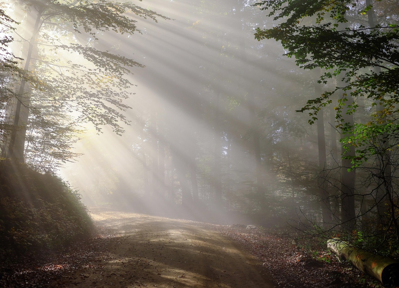 découvrez l'importance des forêts pour notre planète, de la biodiversité qu'elles abritent à leur rôle essentiel dans la lutte contre le changement climatique. plongez dans l'univers fascinant des écosystèmes forestiers et apprenez comment protéger ces précieuses ressources naturelles.
