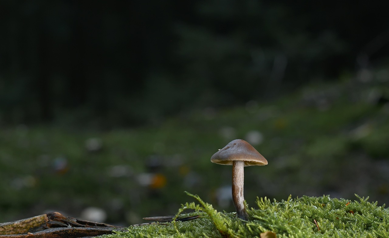 découvrez l'importance des forêts pour notre planète, leur rôle crucial dans la biodiversité, la régulation du climat et la préservation de l'environnement. explorez les écosystèmes forestiers, leur beauté naturelle et les défis auxquels ils font face.