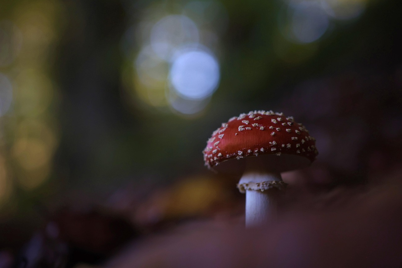 découvrez les forêts, ces écosystèmes majestueux qui abritent une biodiversité exceptionnelle. apprenez-en plus sur leur importance pour l'environnement, leur rôle dans la lutte contre le changement climatique et les actions à entreprendre pour les protéger.