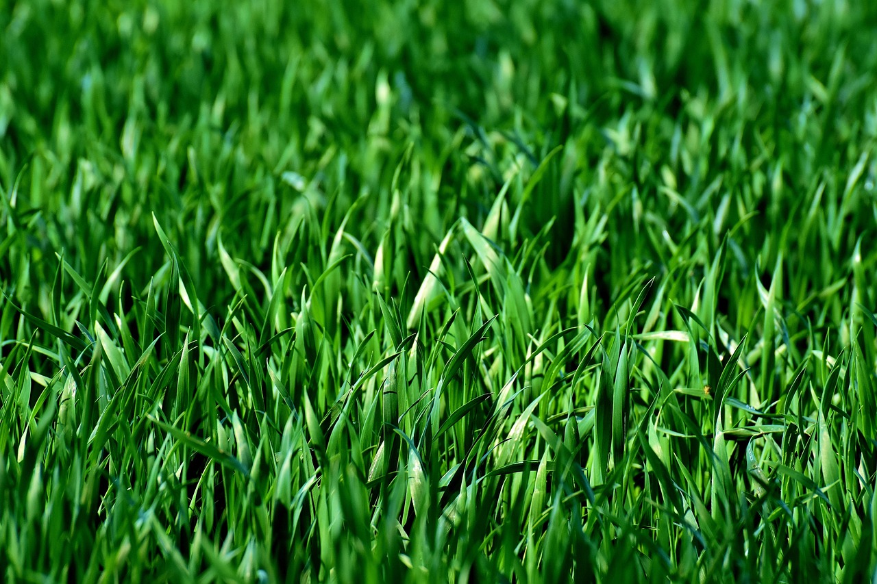découvrez comment le green outsourcing transforme votre entreprise en alliant performance économique et responsabilité environnementale. optez pour des solutions durables et éthiques qui réduisent votre empreinte carbone tout en optimisant vos coûts.