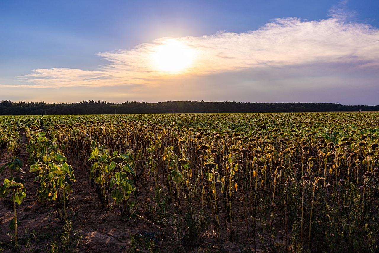 découvrez comment faire face à la chaleur écrasante de l'été avec nos conseils pratiques sur l'hydratation, la protection solaire et les meilleures façons de rester au frais durant une vague de chaleur.