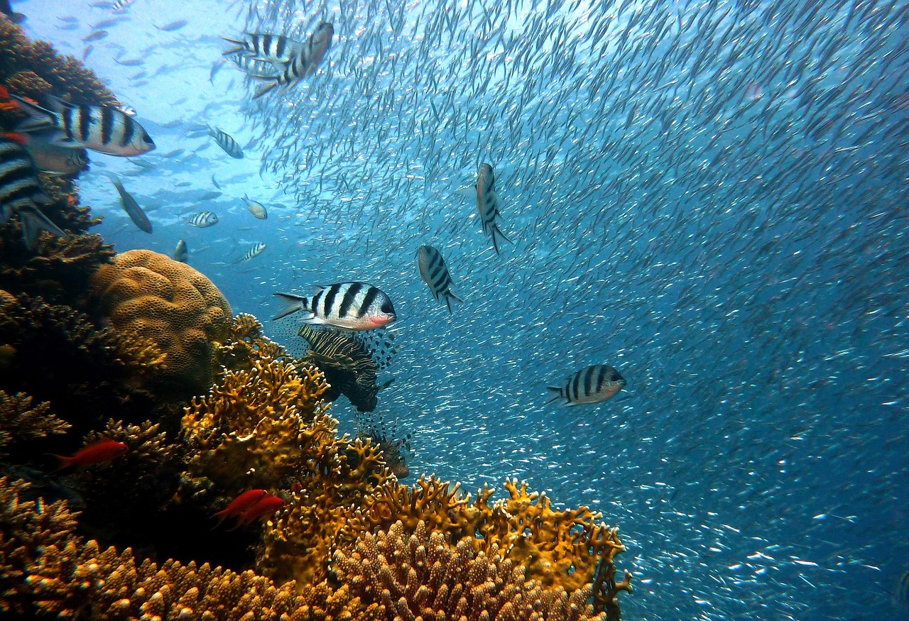 découvrez l'incroyable diversité de la vie marine, de ses écosystèmes fascinants aux espèces uniques qui peuplent nos océans. apprenez l'importance de la biodiversité marine pour la santé de notre planète et comment la protéger.