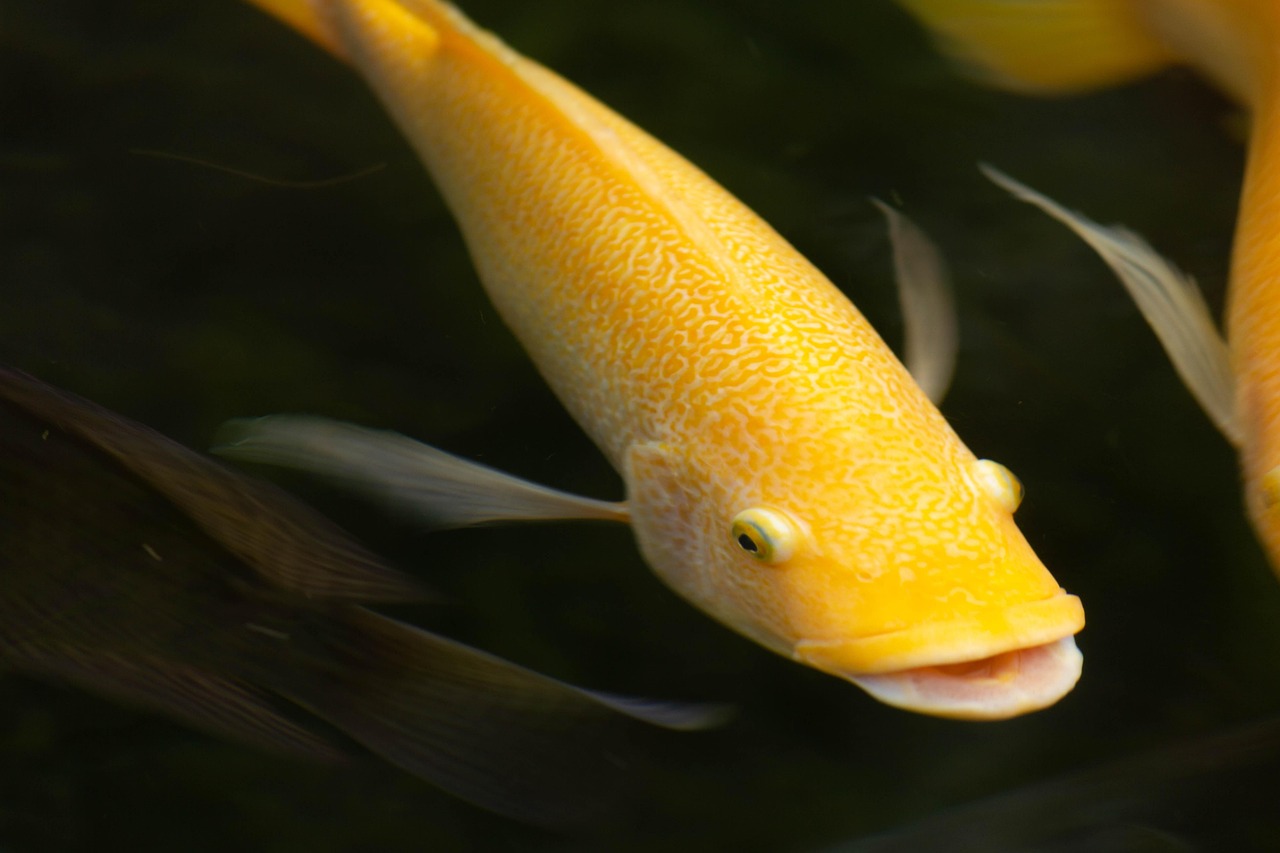 découvrez la richesse de la biodiversité marine, un écosystème fascinant qui abrite une multitude d'espèces uniques. apprenez comment la préservation de ces habitats est essentielle pour l'équilibre de notre planète et explorez les menaces qui pèsent sur les mers et océans.