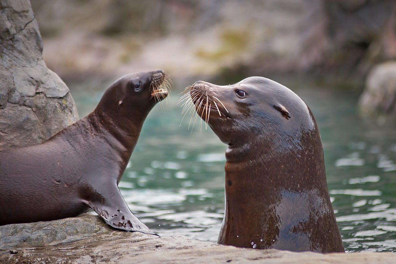 découvrez la richesse de la biodiversité marine, un écosystème fascinant qui abrite des milliers d'espèces uniques. explorez l'importance de la protection des océans et des habitats marins pour préserver cette diversité essentielle à notre planète.