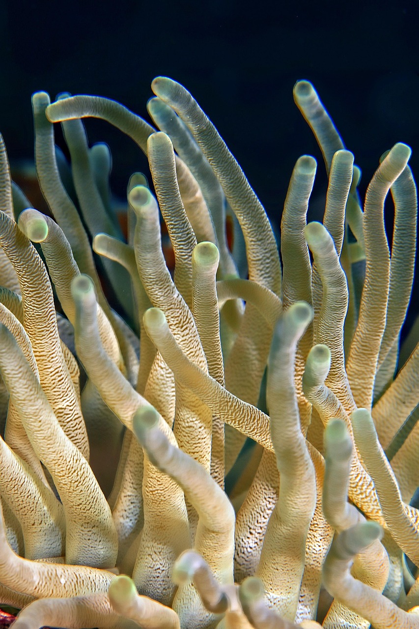 explorez la richesse de la biodiversité marine, un écosystème vital regorgeant d'espèces uniques et d'interactions fascinantes. découvrez les enjeux de sa préservation et l'importance de protéger nos océans pour les générations futures.