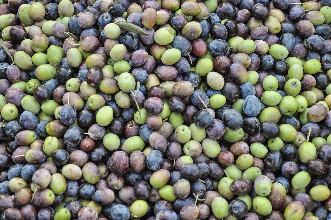 découvrez les oliviers, arbres emblématiques de la méditerranée, symboles de paix et d'éternité. apprenez tout sur leur culture, leurs bienfaits et leur importance dans l'agriculture durable.