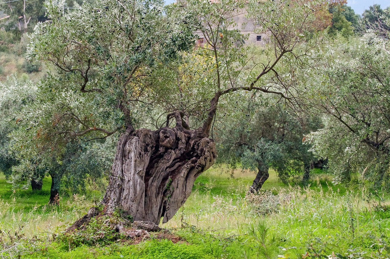 découvrez l'univers fascinant des oliviers, symboles de paix et de prospérité. apprenez tout sur leur culture, leurs bienfaits pour la santé et leur rôle essentiel dans la production d'huile d'olive de qualité.