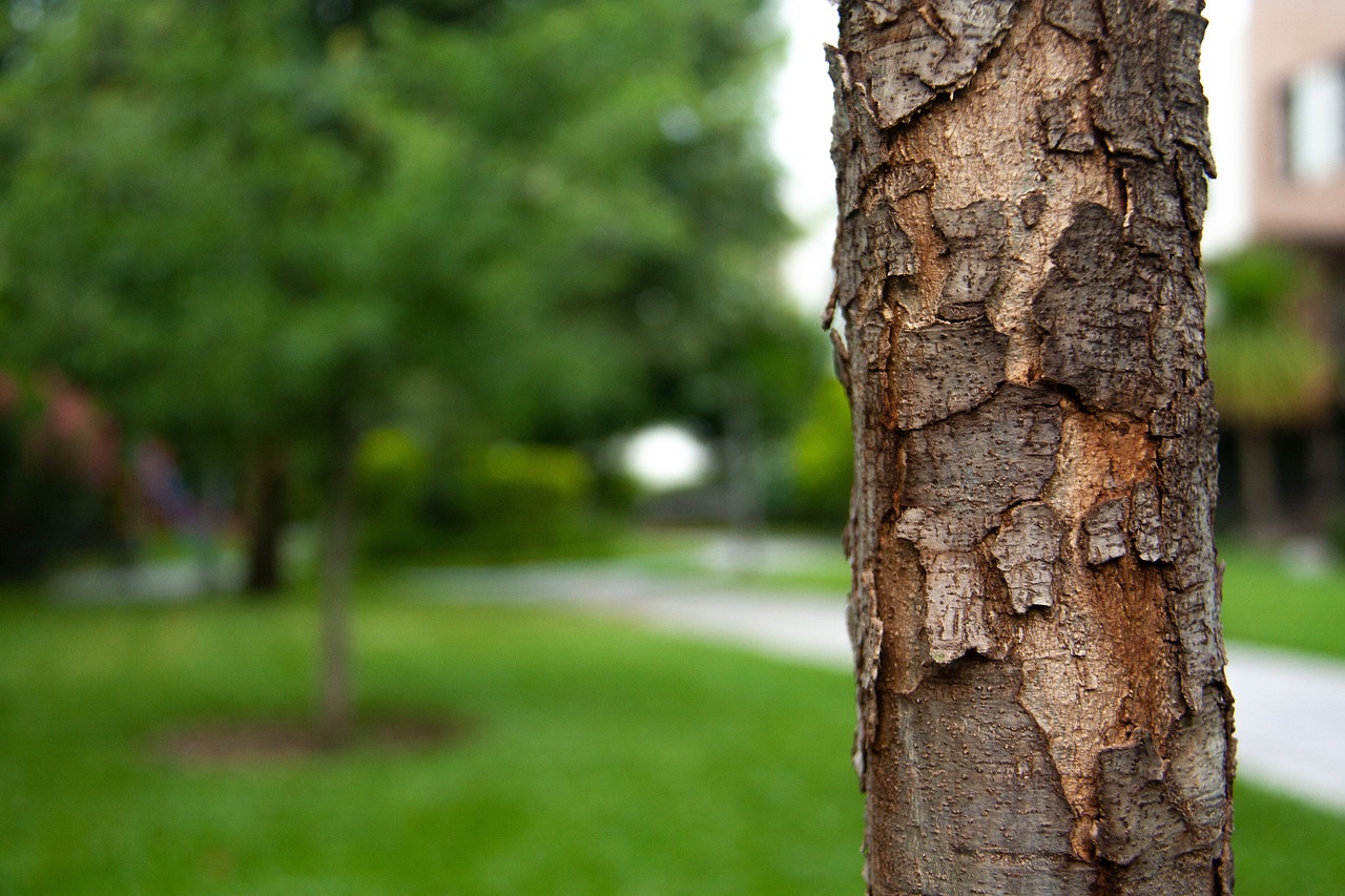découvrez l'importance de la reforestation pour la lutte contre le changement climatique, la préservation de la biodiversité et la restauration des écosystèmes. apprenez comment participer à des projets de reforestation et contribuer à un avenir plus vert.