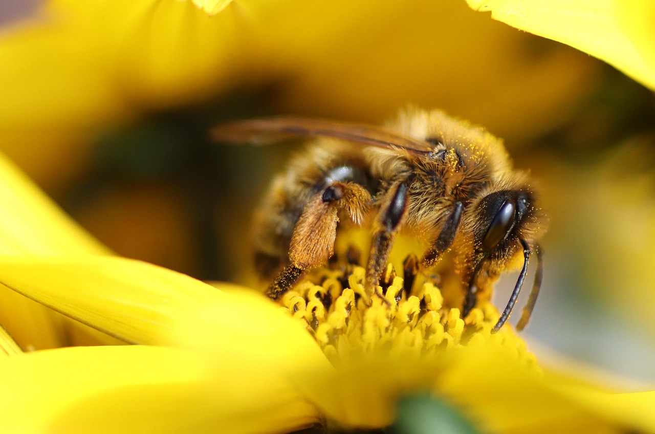 découvrez l'importance de la biodiversité pour notre planète. explorez les richesses naturelles, les menaces qui pèsent sur les écosystèmes et les actions à entreprendre pour protéger la diversité de la vie sur terre.