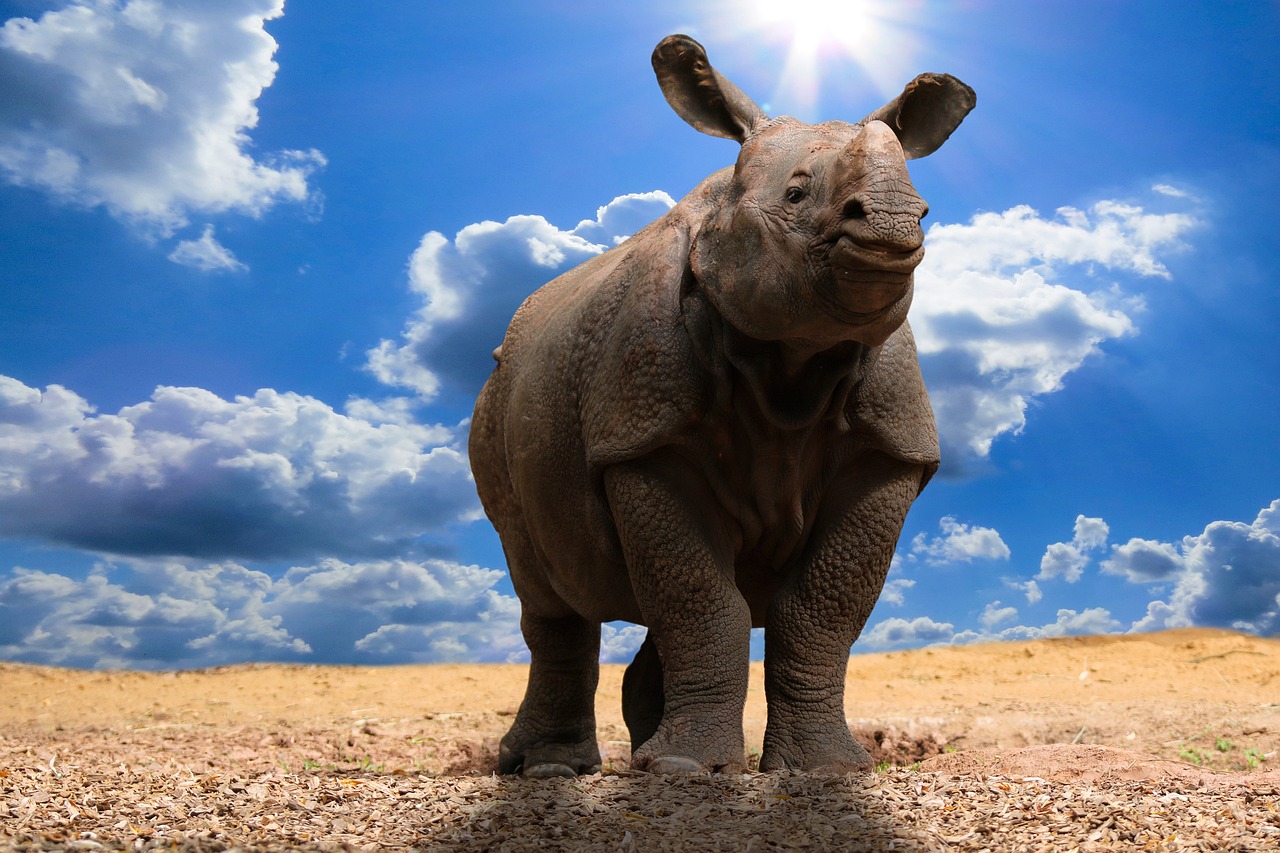 découvrez les causes, conséquences et solutions du changement climatique. informez-vous sur l'impact environnemental et les actions à entreprendre pour préserver la planète face aux enjeux du réchauffement global.