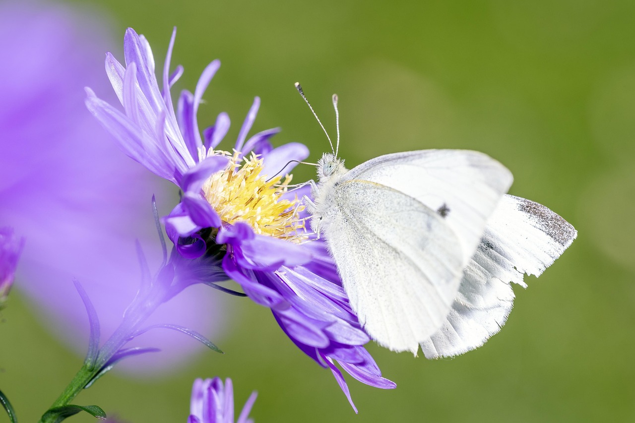 découvrez les impacts environnementaux positifs qui contribuent à la durabilité et à la préservation de notre planète. explorez des initiatives éco-responsables et apprenez comment de petites actions peuvent engendrer de grands changements pour un avenir meilleur.