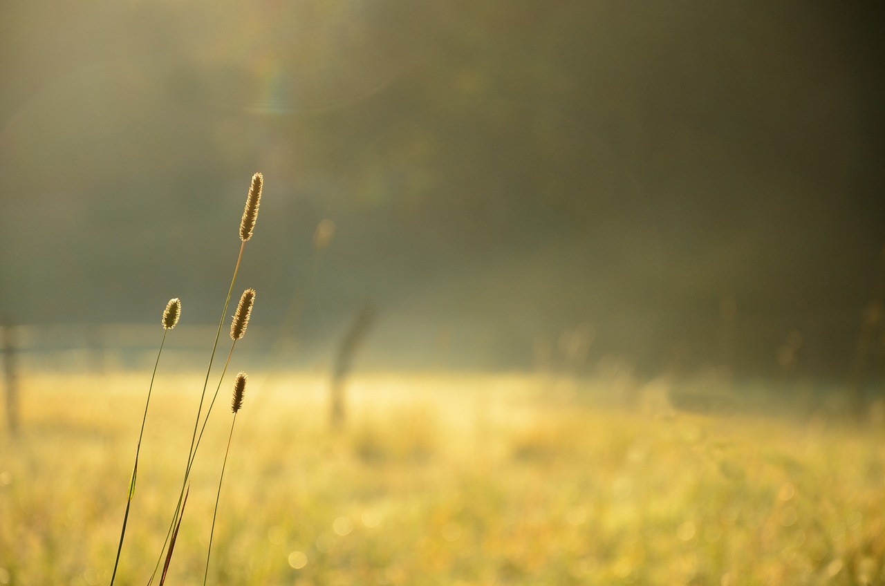 découvrez comment les actions en faveur de l'environnement génèrent des impacts positifs sur la planète. explorez des initiatives durables, des énergies renouvelables aux pratiques écoresponsables, et inspirez-vous pour contribuer à un avenir meilleur pour notre terre.