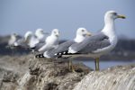 découvrez des informations essentielles sur l'environnement, son importance pour la planète et les actions à adopter pour le protéger au quotidien.
