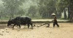 découvrez comment les moyens de subsistance ruraux évoluent face aux défis économiques, sociaux et environnementaux. analyse des stratégies, ressources et initiatives pour améliorer la vie dans les zones rurales.