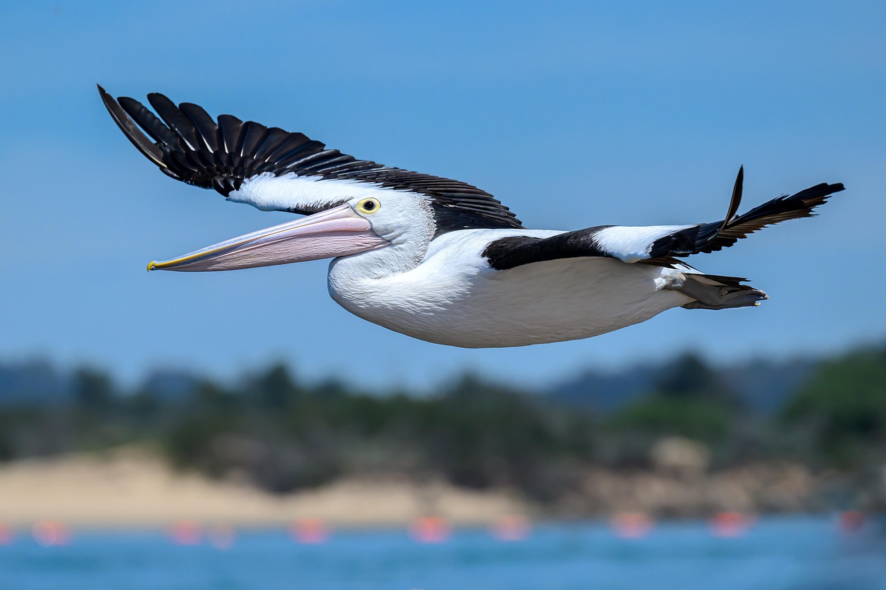découvrez l'australie, un pays aux paysages époustouflants, à la faune unique et aux villes dynamiques. préparez votre voyage, explorez les incontournables et vivez une expérience inoubliable au bout du monde.