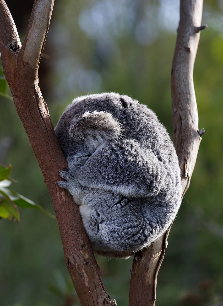 découvrez l'australie : ses paysages époustouflants, sa faune unique, ses villes dynamiques et sa culture riche. préparez votre aventure au bout du monde !