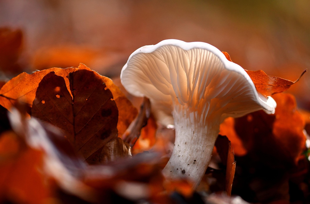 découvrez l'importance de la biodiversité, ses rôles essentiels pour notre planète et les actions à entreprendre pour préserver la richesse des espèces animales et végétales.