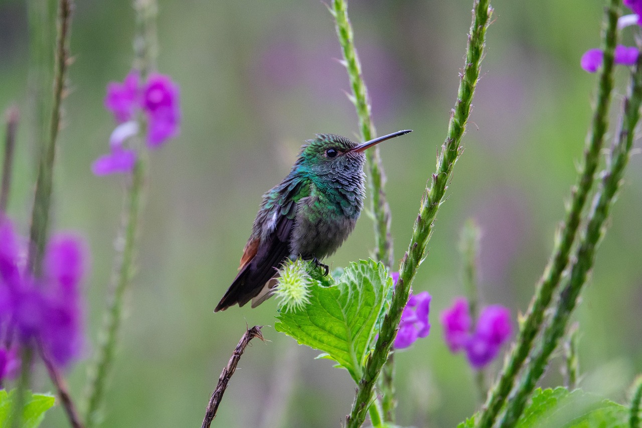 découvrez ce qu'est la biodiversité, son importance pour la planète et les moyens de la protéger. informez-vous sur les espèces, les habitats naturels et les enjeux écologiques actuels.