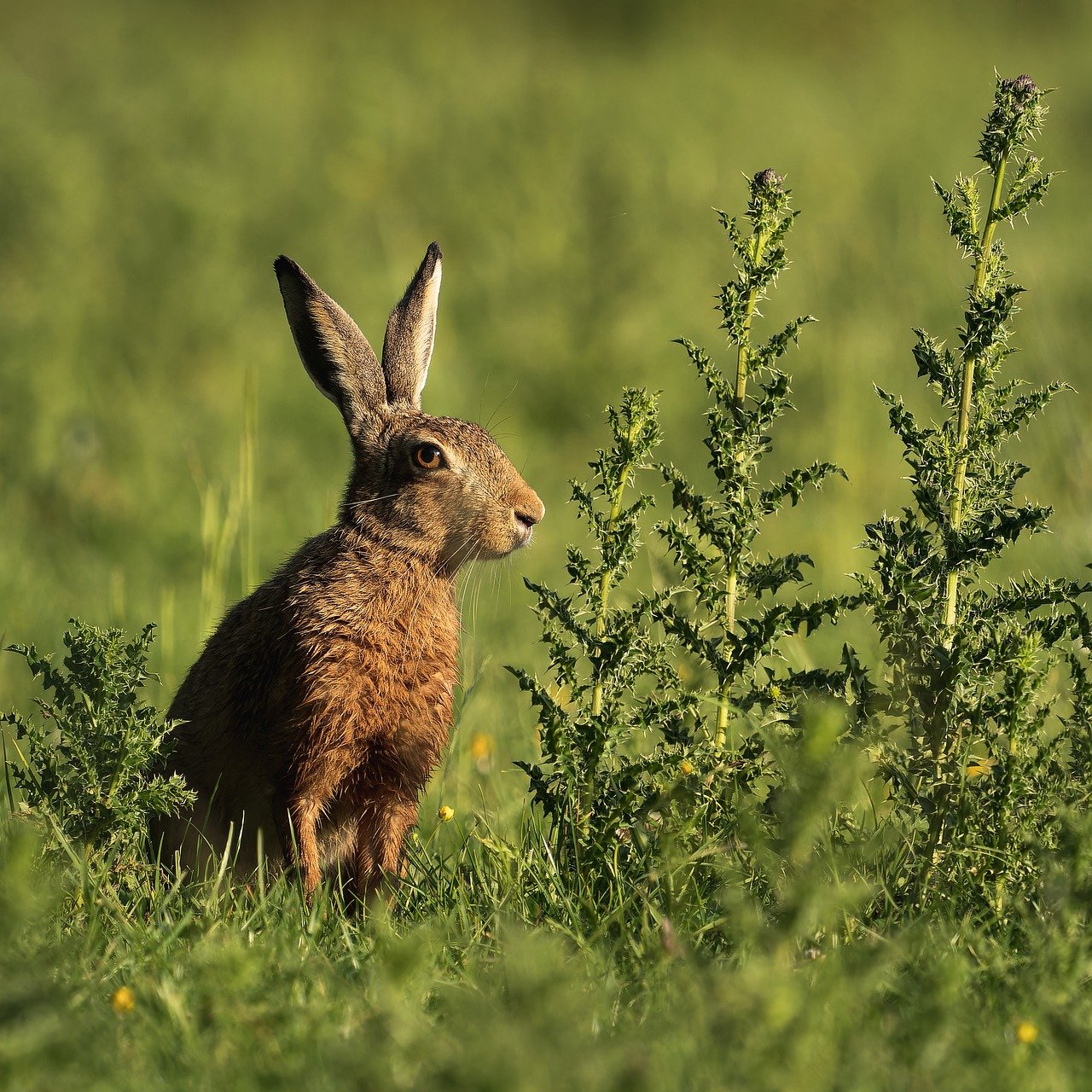 découvrez tout sur la biodiversité : sa définition, son importance pour la planète, les menaces auxquelles elle fait face et les actions pour la préserver.