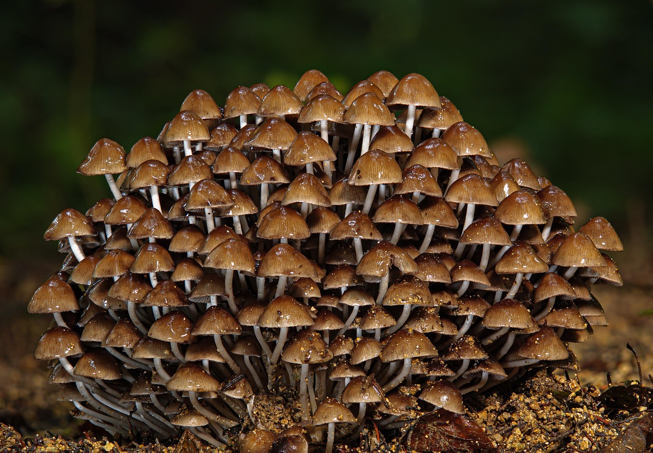 découvrez ce qu'est la biodiversité, son importance pour l'équilibre de la planète, les menaces qu'elle subit et les actions à entreprendre pour la préserver.