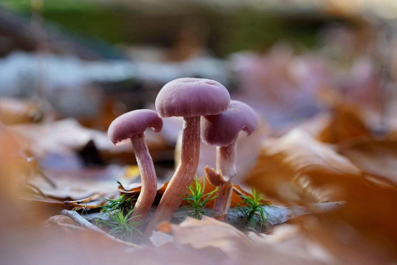 découvrez l'importance de la biodiversité, ses rôles essentiels pour la planète et comment la protéger afin de préserver l’équilibre des écosystèmes naturels.