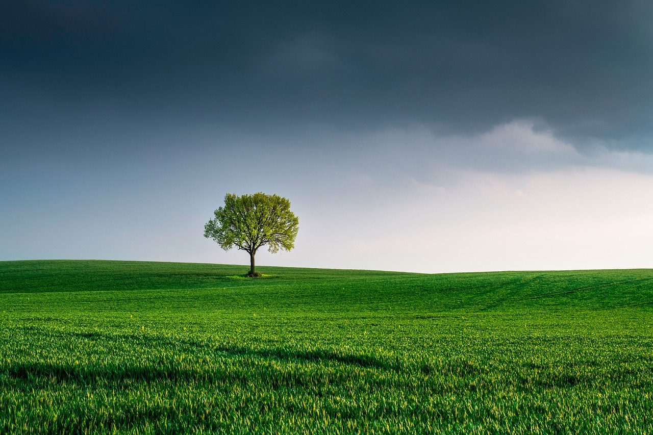 célébrez la journée de la terre en découvrant des actions simples pour protéger la planète, sensibiliser à l'écologie et adopter un mode de vie plus durable. impliquez-vous pour un avenir plus vert !