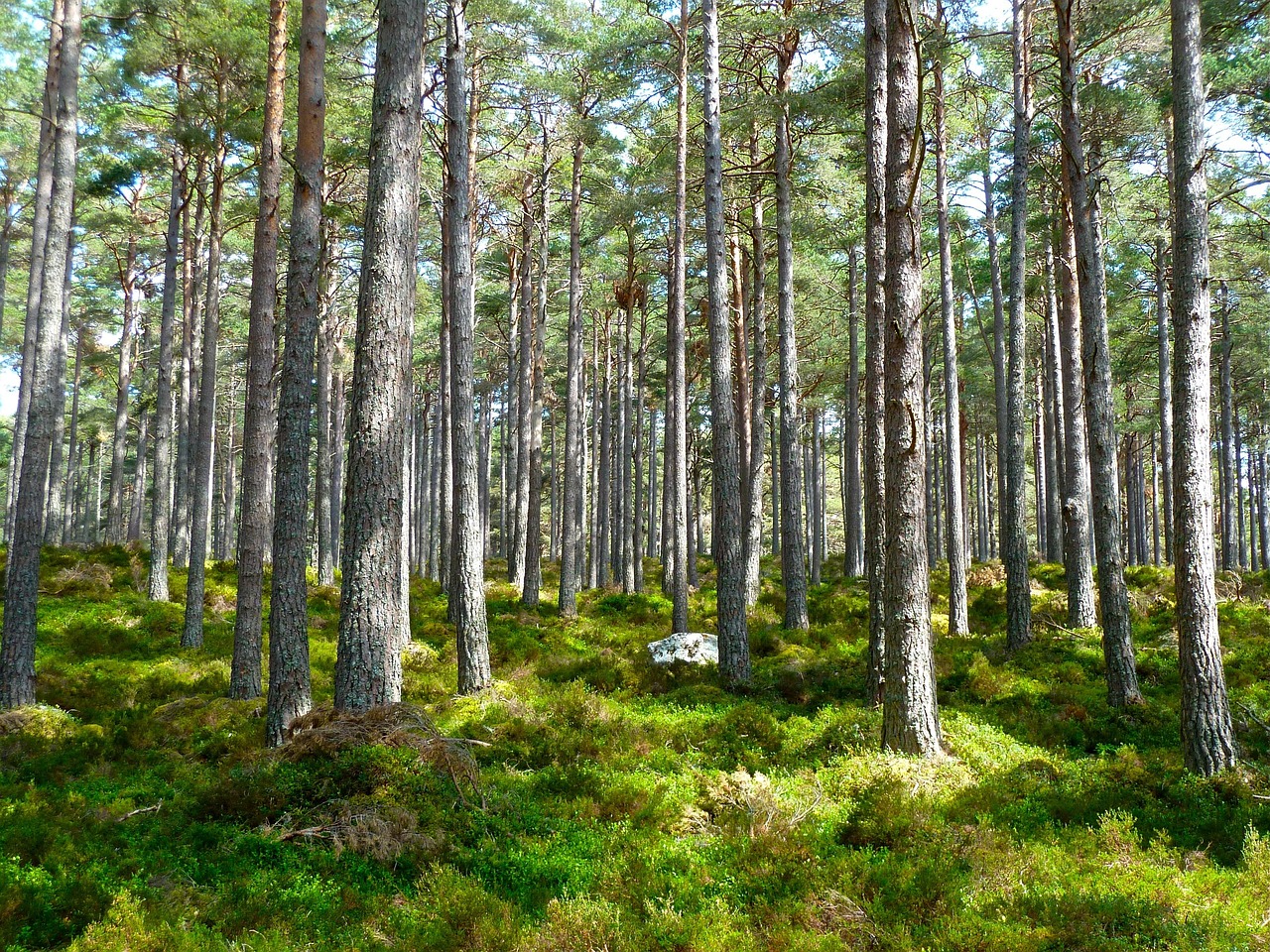 découvrez tout sur l’environnement : actualités, enjeux écologiques, conseils pour agir au quotidien et initiatives pour la protection de la planète.