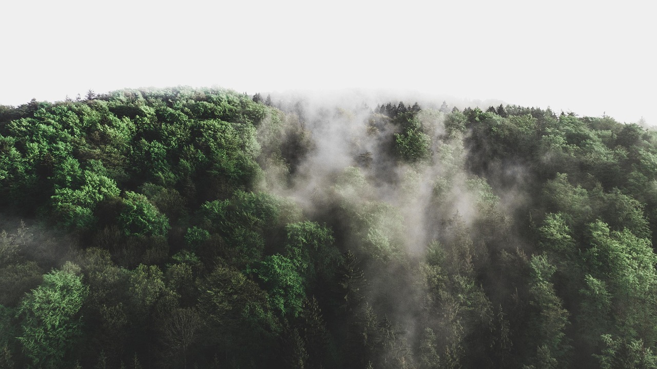 découvrez tout sur l'environnement : ses enjeux, les solutions durables et les actions à adopter pour protéger la planète et préserver les ressources naturelles.