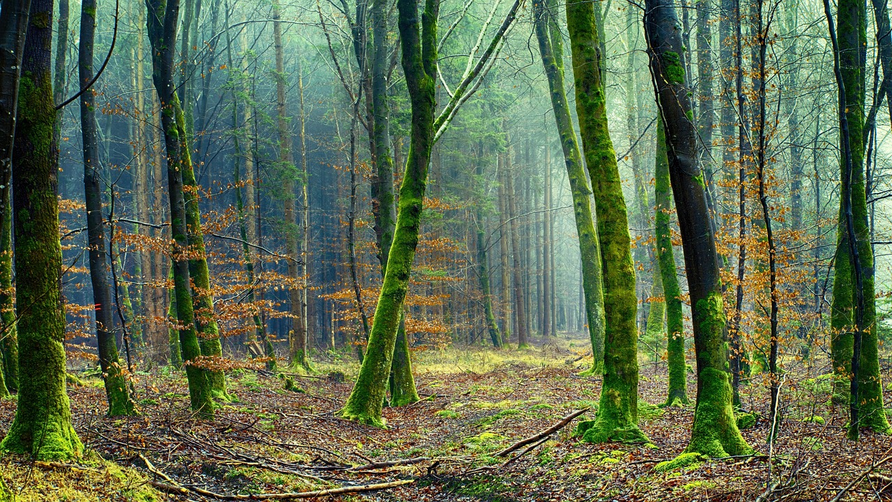 découvrez tout ce qu'il faut savoir sur l'environnement : enjeux écologiques, solutions durables et actualités pour mieux protéger notre planète au quotidien.