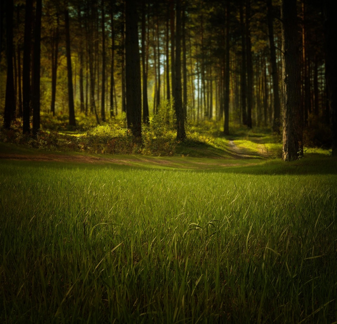 découvrez tout ce qu'il faut savoir sur l'environnement : actualités, conseils, bonnes pratiques pour protéger la planète et adopter un mode de vie plus écologique.