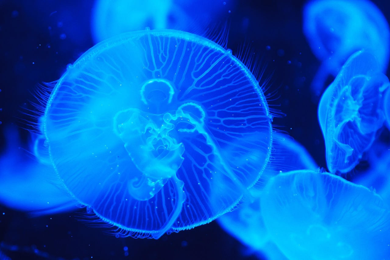 découvrez tout sur les océans : leurs caractéristiques, leur importance pour la planète, la faune et la flore marines, ainsi que les enjeux liés à leur préservation.
