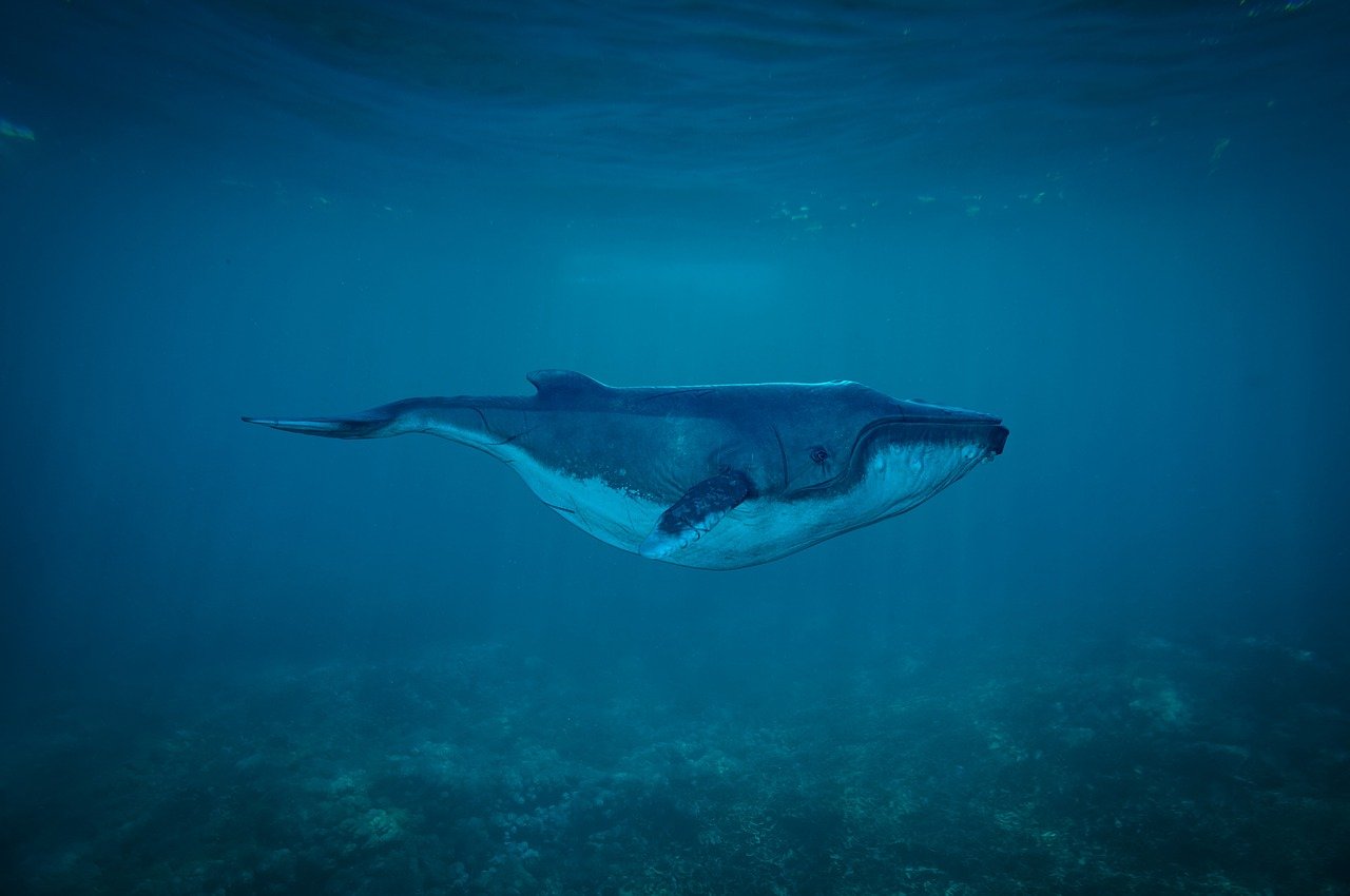 découvrez l'univers fascinant des océans : leur biodiversité, leur rôle essentiel pour la planète, et les actions à entreprendre pour leur préservation.