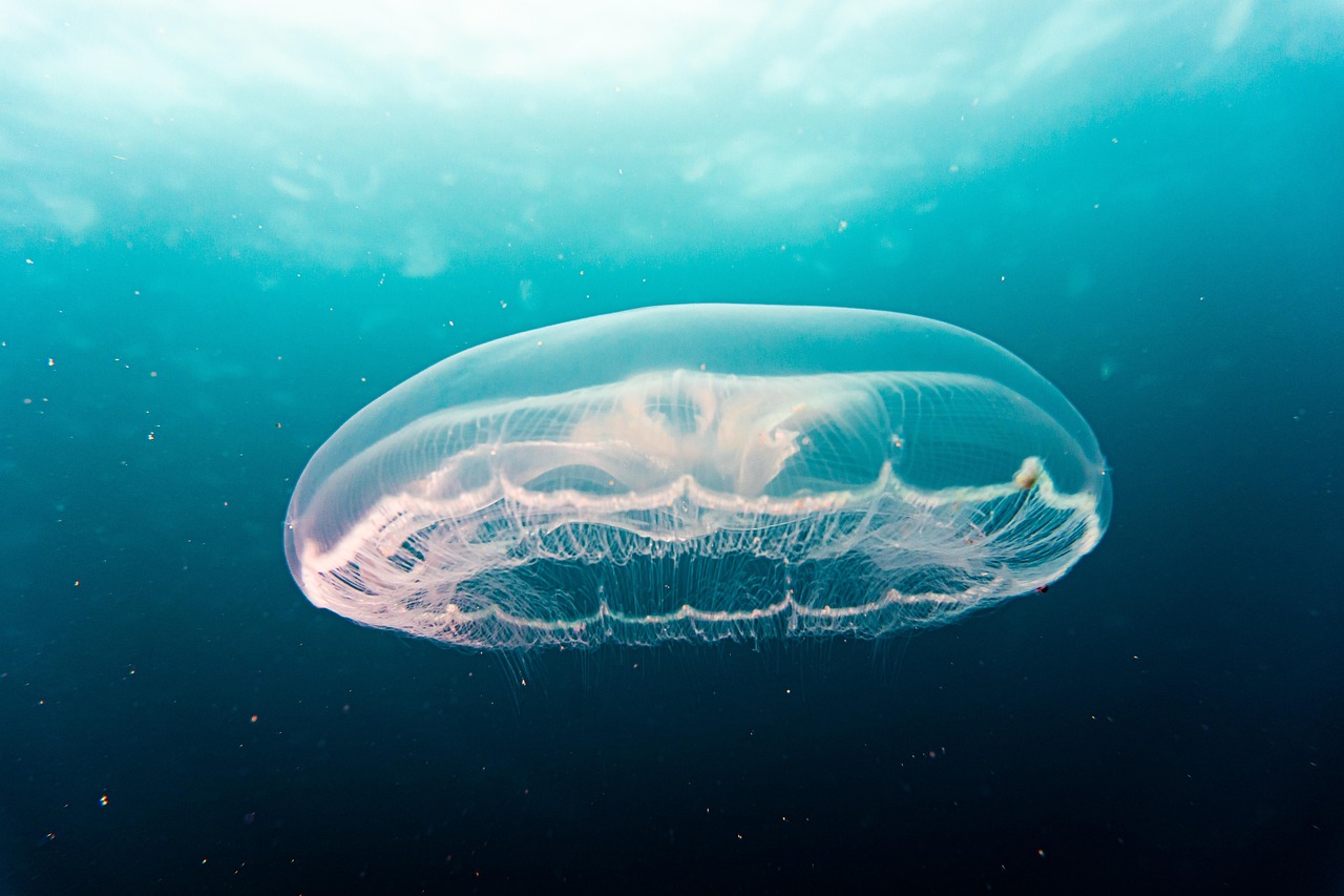 découvrez les océans, leurs mystères, leur importance pour la planète et leur incroyable biodiversité. explorez les informations essentielles sur les océans et leur préservation.