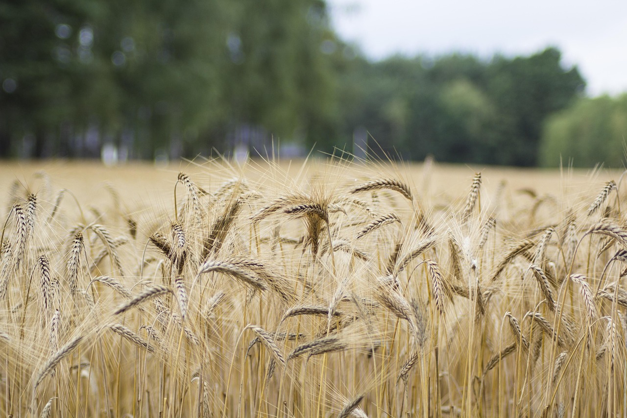 découvrez comment les moyens de subsistance ruraux évoluent, les défis auxquels font face les communautés rurales et les solutions innovantes pour améliorer leur bien-être et leur résilience.