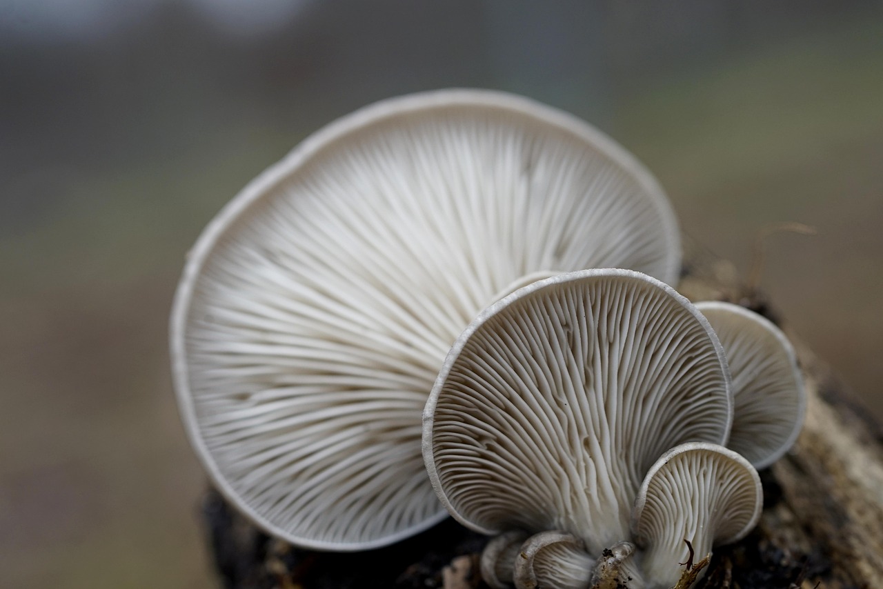 Climat : L’impact environnemental des flatulences des huîtres révélé