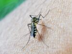 découvrez tout ce qu'il faut savoir sur la malaria : causes, symptômes, traitements et prévention de cette maladie parasitaire transmise par les moustiques. informez-vous pour mieux vous protéger.