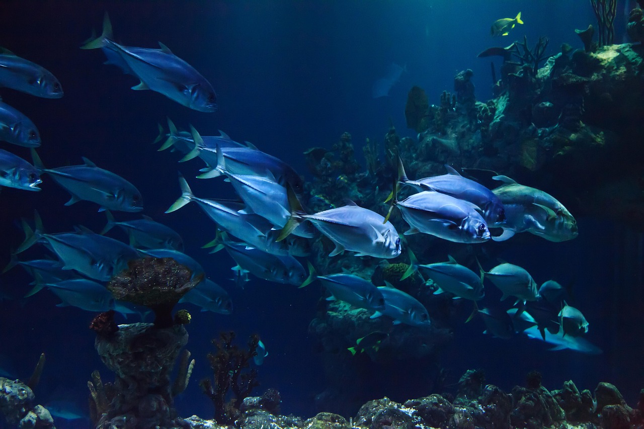 découvrez tout sur les récifs coralliens : leur biodiversité exceptionnelle, leur rôle dans l'écosystème marin et les menaces auxquelles ils font face. informez-vous sur leur importance et les actions pour les protéger.