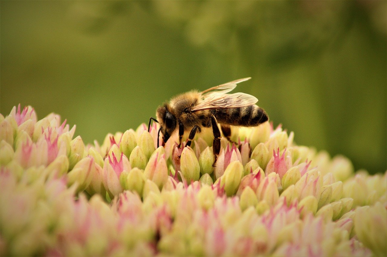 découvrez l'importance de la biodiversité, ses enjeux pour l’équilibre des écosystèmes et les actions à mettre en place pour préserver la richesse naturelle de notre planète.
