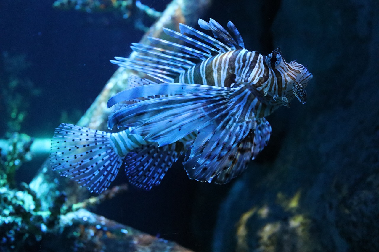 découvrez tout sur les récifs coralliens : leur beauté, leur importance pour la biodiversité marine et les menaces auxquelles ils font face. plongez dans cet écosystème fascinant et apprenez comment les protéger.