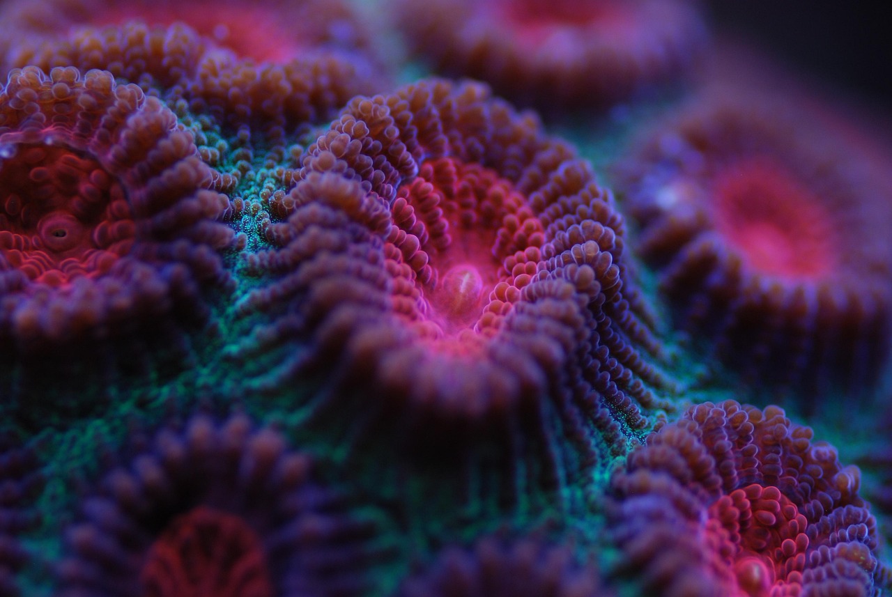 découvrez tout sur les récifs coralliens : leur rôle essentiel dans la biodiversité marine, les menaces qu'ils subissent et les actions possibles pour leur protection. plongez dans l'univers fascinant de ces trésors sous-marins !