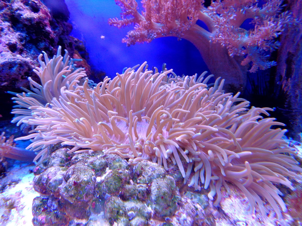découvrez l’importance des récifs coralliens, leur biodiversité exceptionnelle et les menaces auxquelles ils font face. apprenez comment protéger ces écosystèmes essentiels à la vie marine et à l’équilibre de notre planète.