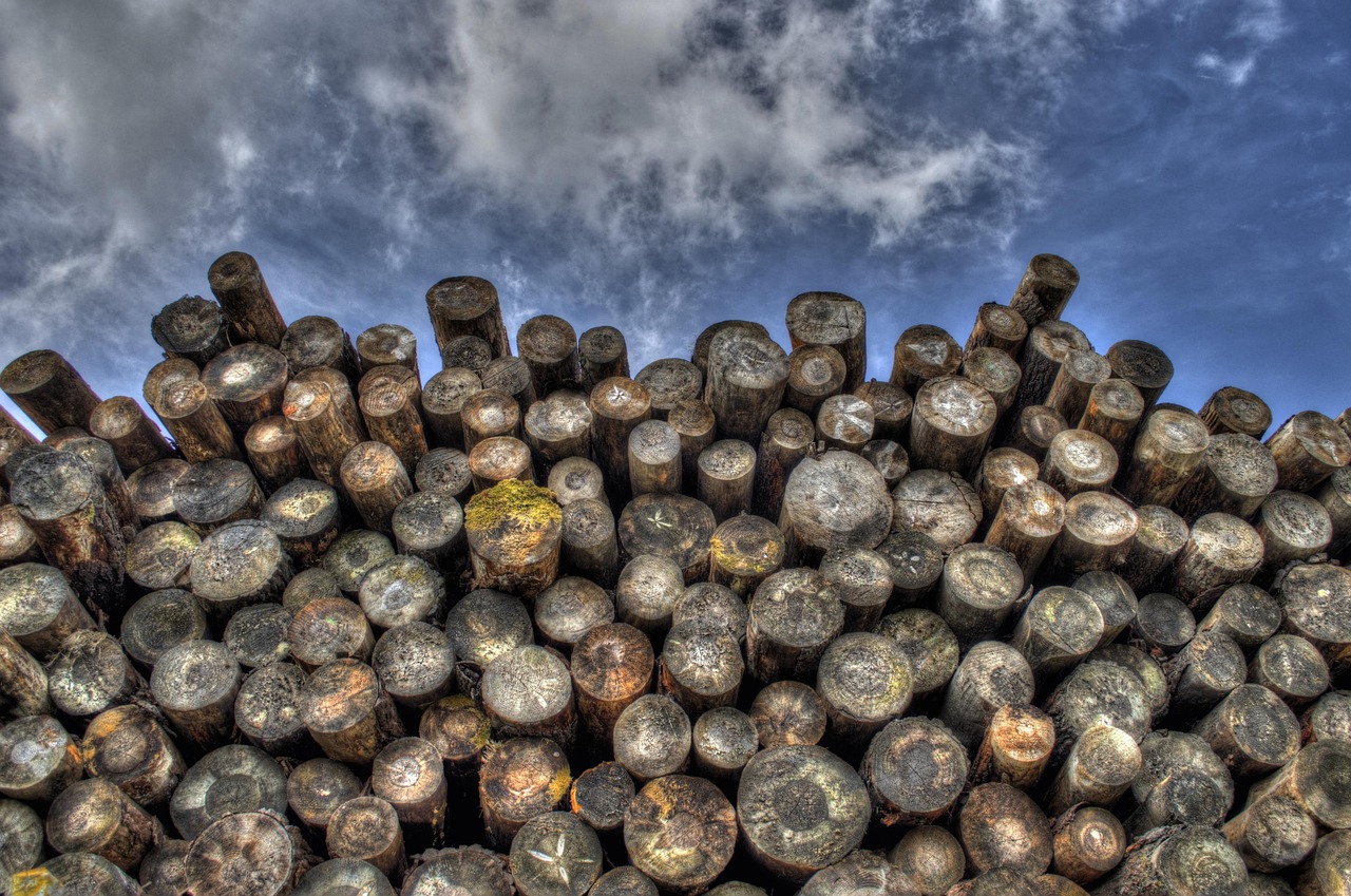 découvrez les causes, les conséquences et les solutions à la déforestation, un phénomène mondial qui menace la biodiversité, le climat et les populations locales. informez-vous sur les enjeux et les actions pour protéger nos forêts.