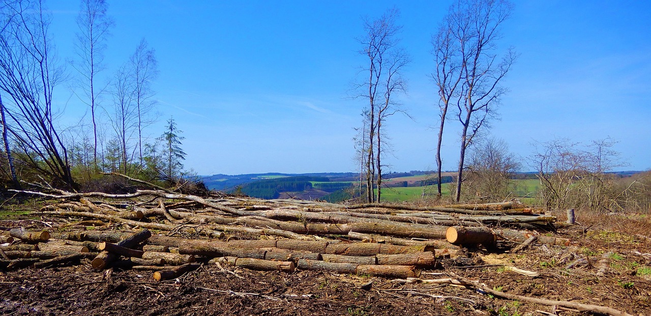 découvrez les causes, conséquences et solutions de la déforestation. informez-vous sur l’impact environnemental, social et économique de la perte des forêts dans le monde.
