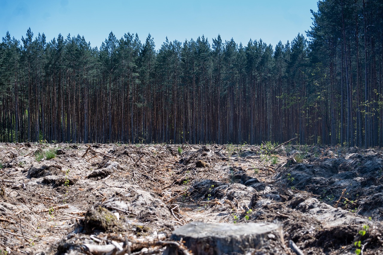 découvrez les causes, conséquences et solutions de la déforestation à travers le monde. informez-vous sur son impact sur l’environnement et la biodiversité, ainsi que les actions possibles pour préserver les forêts.