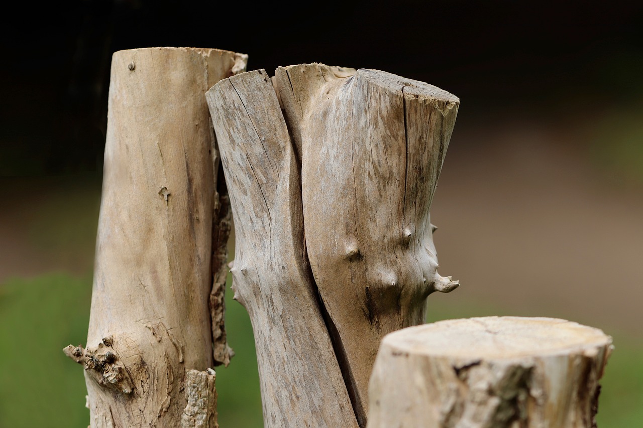 découvrez les causes, conséquences et solutions à la déforestation. comprenez son impact sur l’environnement, la biodiversité et le climat, ainsi que les actions à entreprendre pour préserver les forêts.