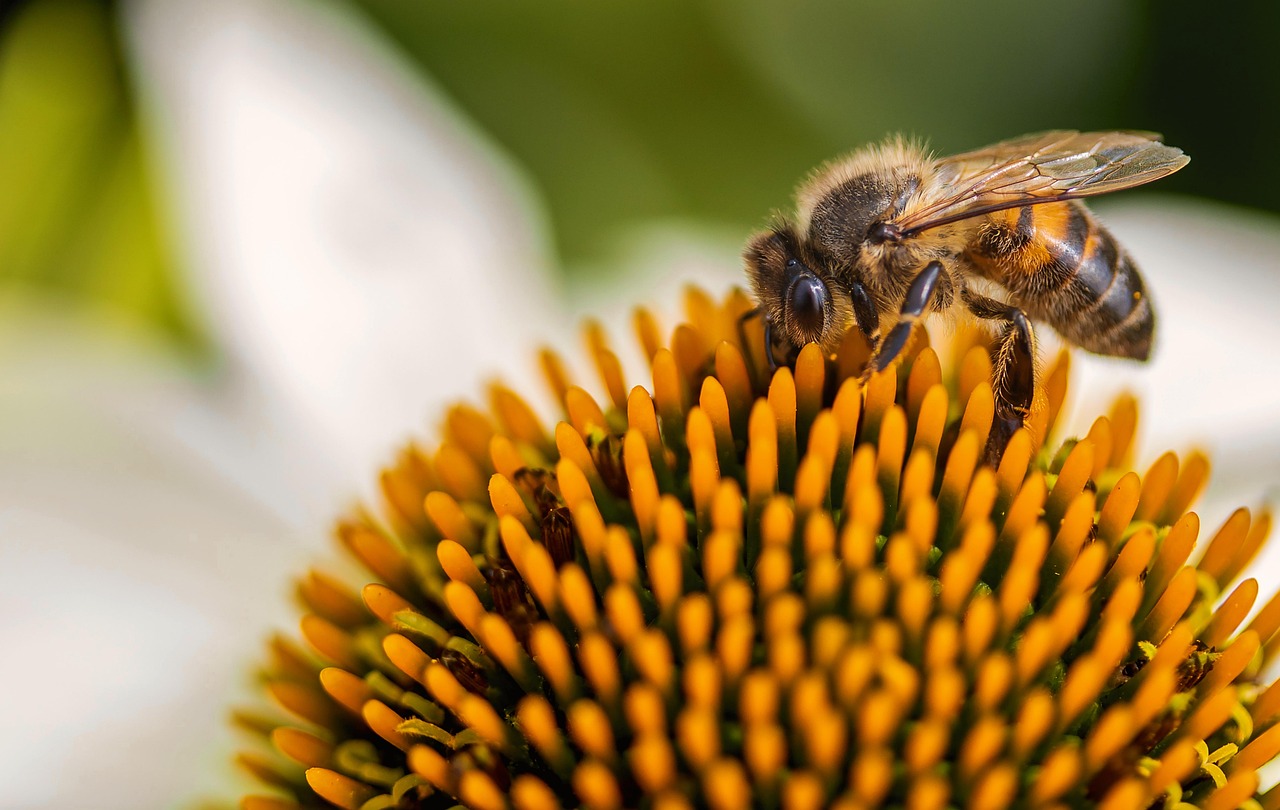 découvrez ce que sont les écosystèmes, leur importance pour la biodiversité, et comment préserver ces milieux naturels essentiels à la vie sur terre.